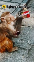 Injured monkey 🐒