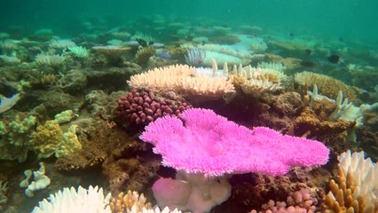 El blanqueamiento de corales bate récord tras récord