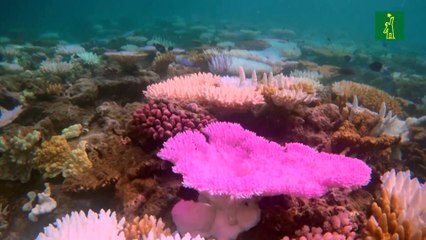 El blanqueamiento de corales bate récord tras récord