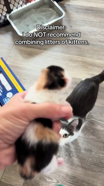 Moggy is undoubtedly one of the best cats and mom’s I’ve ever had. #kitten #kittensoftiktok #catsoftiktok #cat #fosteringsaveslives #catrescue #kittens #cats #Love #cute #cattok #catmom #catlife #meow