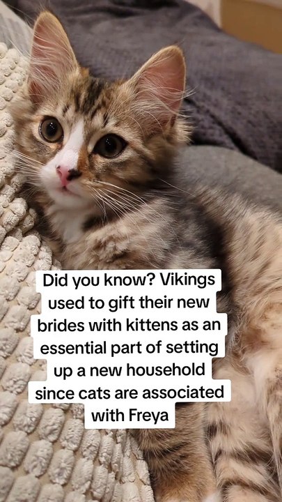 Did you know Vikings used to gift their new brides with kittens 😮 #catfacts #catlovers #cattok #catsoftiktok #catlife