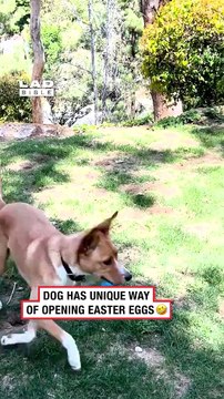 He was getting impatient 🤣 (🎥 ViralHog) #ladbible #funnyvideos😂 #dogsoftiktok #easter #pets #animals