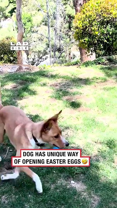 He was getting impatient 🤣 (🎥 ViralHog) #ladbible #funnyvideos😂 #dogsoftiktok #easter #pets #animals