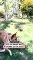He was getting impatient 🤣 (🎥 ViralHog) #ladbible #funnyvideos😂 #dogsoftiktok #easter #pets #animals