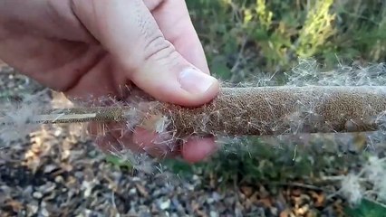 Pianta magica, il video girato in Sardegna fa il giro del mondo: 10 milioni di visualizzazioni