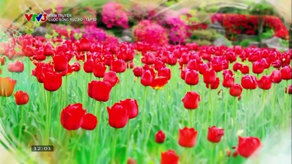 CUỘC SỐNG RỰC RỠ - TẬP 52 - VTV3 THUYẾT MINH - PHIM HÀN QUỐC - CUOC SONG RUC RO