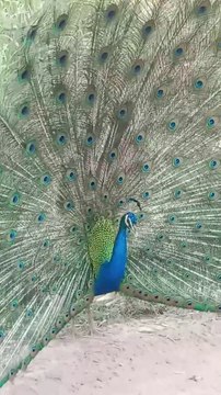 Beautiful Monster Peacock in my village|mor Ka dance #beautiful #viral #peacock #foru #entertainment #viral