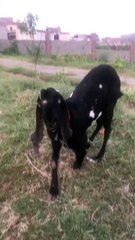 Energetic Amritsari Beetal Goat – Enjoying the Camera
