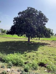 Abbas Ali Vlogs: Mango Tree Adventure 🌳