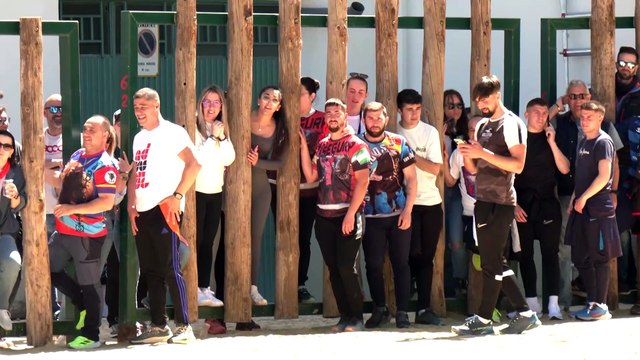Beas de Segura (Jaén) celebra la primera jornada de su tradicional 'toros ensogaos'