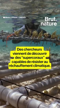 Ils ont découvert des supercoraux qui résistent au changement climatique
