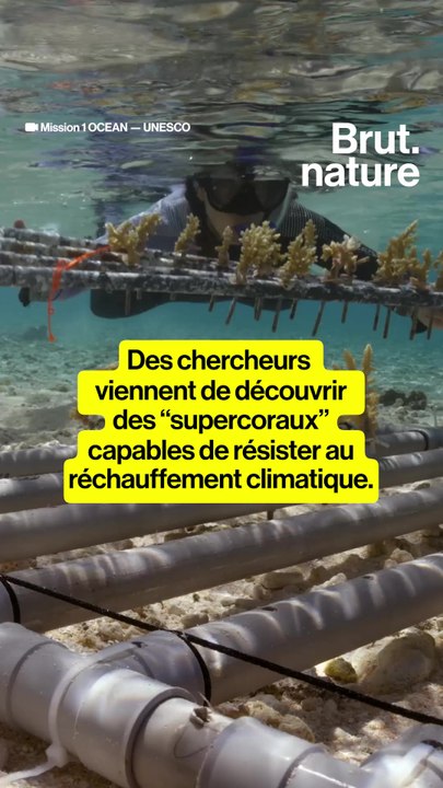 Ils ont découvert des "supercoraux" qui résistent au changement climatique