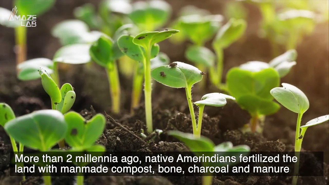 Could This Dark Earth Help Us Save the Rainforests in Brazil?