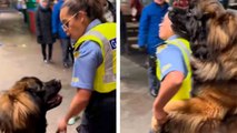 Hilarisch filmpje toont gigantische hond die agent op vernederende wijze 