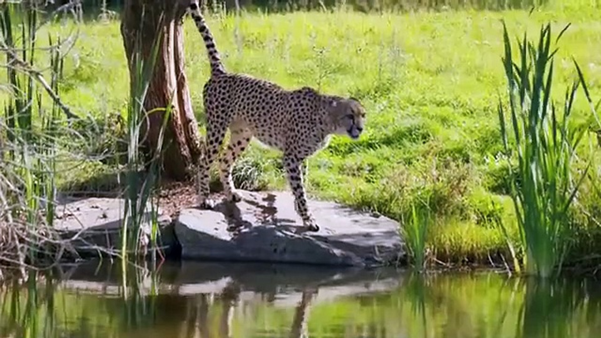 ⁣Animals pet more animals information