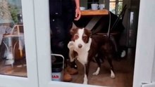 Hilarische video laat de ingewikkelde relatie tussen honden en glazen deuren zien