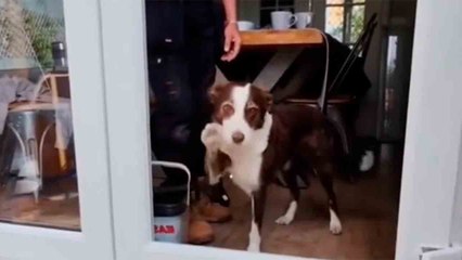 웃긴 영상, 유리문과 개들 사이의 복잡한 관계를 보여줘
