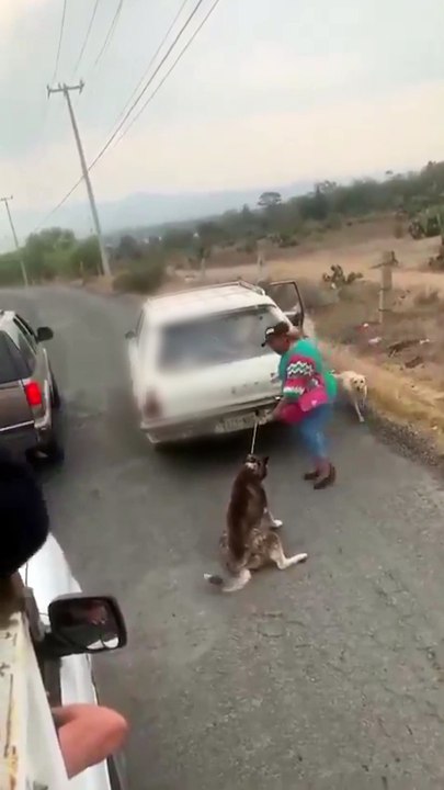 Perro