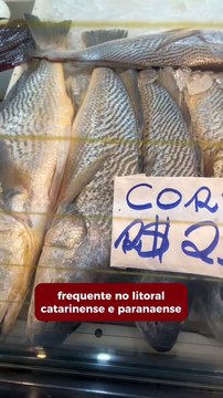 Corvina pode entrar na lista de espécies ameaçadas de extinção