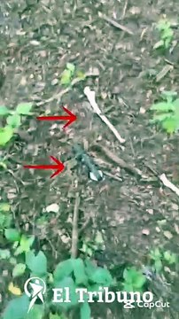 Hallazgo macabro en El Bordo: encuentran restos óseos humanos en una zona de monte