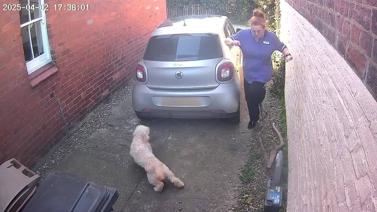 Woman Stumbles on Log While Exiting Her Car and...