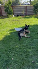 Duck and Dog Form Energetic and Adorable Friendship