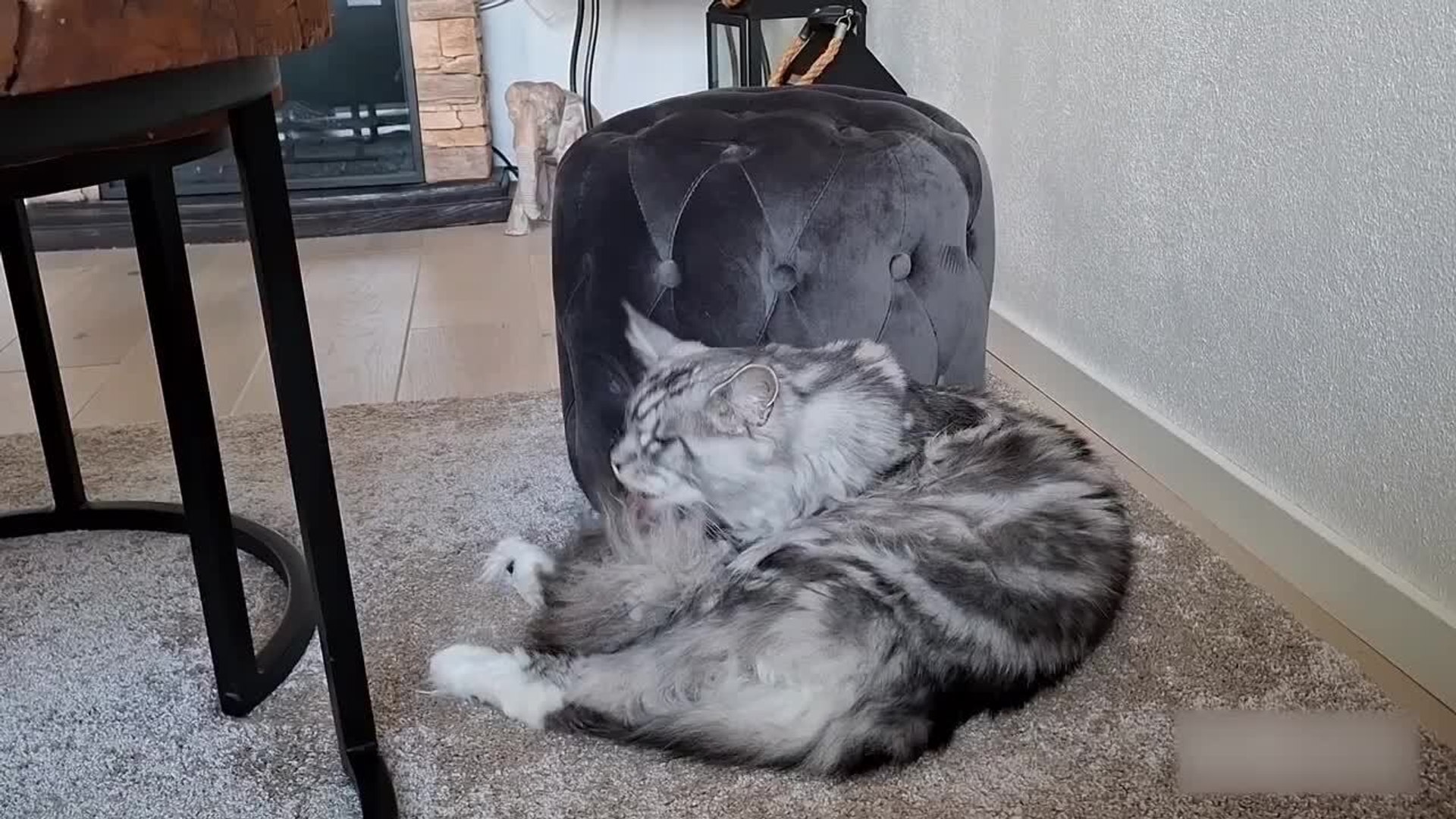 ⁣Cat Struggles to Groom Herself When Tongue Gets Caught in Long Fur