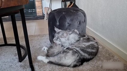 Cat Struggles to Groom Herself When Tongue Gets Caught in Long Fur