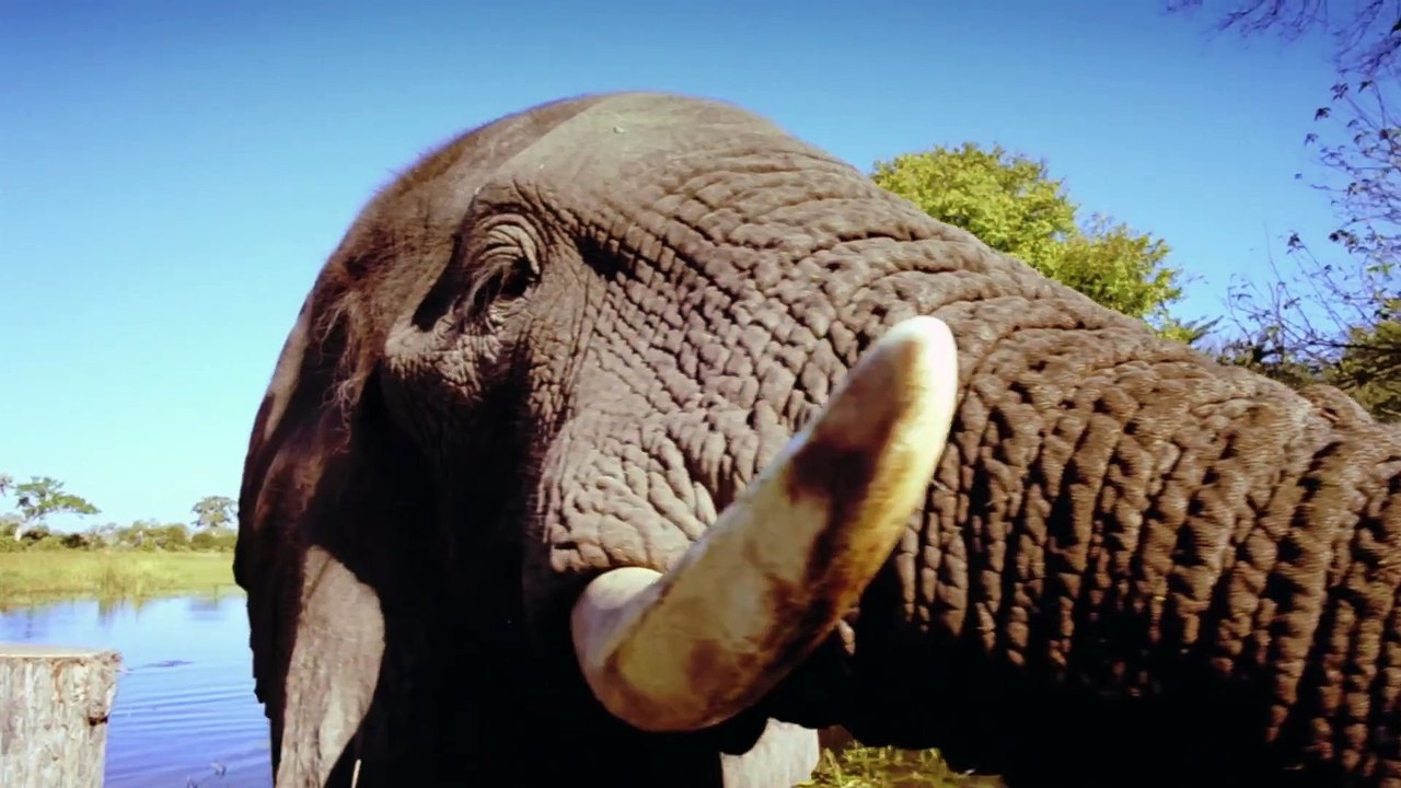 African Safari 3D | movie | 2013 | Official Trailer