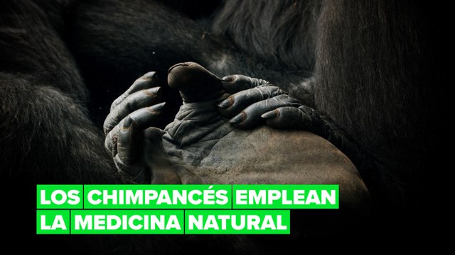 Los chimpancés usan insectos para curar sus heridas y las de otros miembros de su comunidad