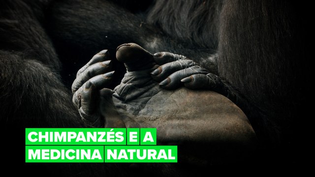 Os chimpanzés usam insetos para tratar uns aos outros