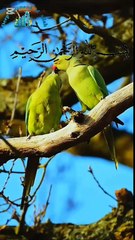 Surah Al Falaq Recitation of Quran Daily