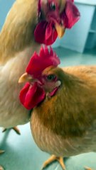 Two hens fight, but they fight in a special way