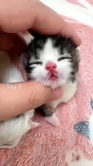 🐱🐾❤️Kitten_s 39-Day Growth Diary ✨ Raw Meows ASMR Therapy_meow _kitten _cat _cute _癒し _猫 _Minuetcat(480P)