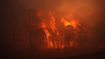 [나우쇼츠] 미 뉴저지에서 대형 산불..."20년 새 두 번째 큰 규모" / YTN
