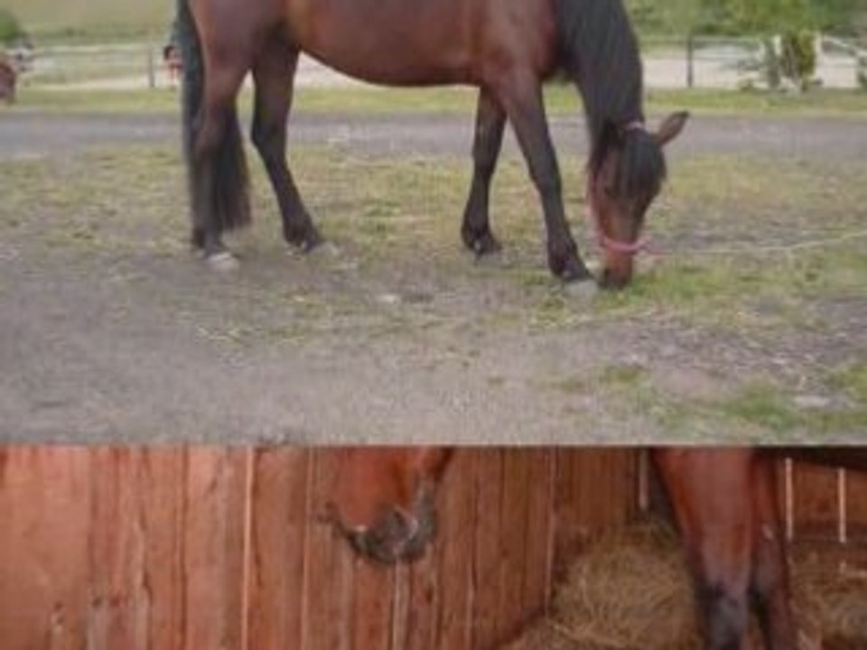 Poney-Club du GALINAY