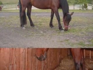 Poney-Club du GALINAY