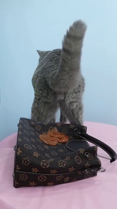 Litter Box Magic😻 Enjoying Comfort And Health Like Never Before!🌟 #purrsong #catmemes #trending - LIFE STYLE