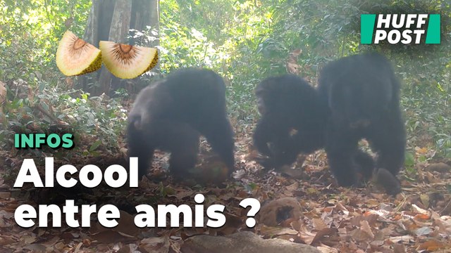 Les chimpanzés consomment-ils de l’alcool à l’apéro ? Cette rare vidéo intrigue