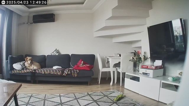 Dos perros predicen el terremoto en Turquía: impactante reacción