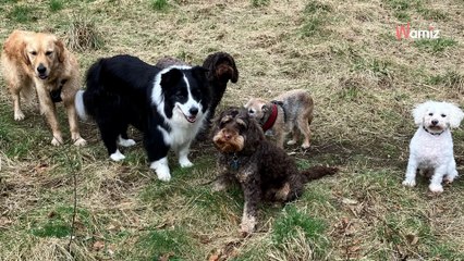 Elle partage une série de photos de son chien : son attitude va troubler 16M d’internautes