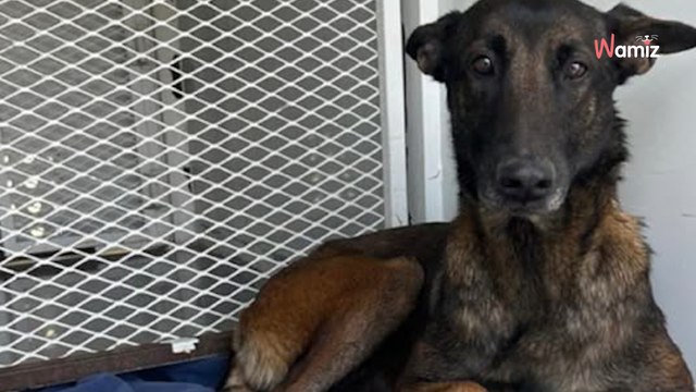 Ils font sortir le chien de la voiture : avant de l'abandonner ils lui lancent une chose qui brise le cœur des témoins (vidéo)