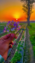 🌾 Village Vibes with Ayaz 🌄 | Pindan wale vibes | viral video Dailymotion