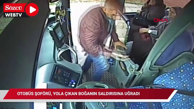 Otobüs şoförü, yola çıkan boğanın saldırısına uğradı; o anlar kamerada