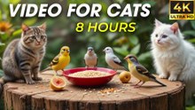 Video for Cats to Watch Bird – Entertaining Backyard Birds in 4K - CatTV Central