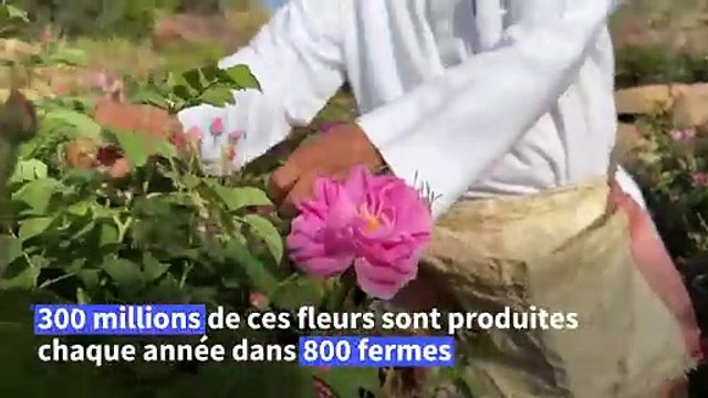 En Arabie saoudite, l'art d'extraire le parfum de la cité des roses