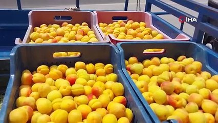 Kilosu 500 TL! Türkiye'nin kayısı üretim merkezinde hasat başladı