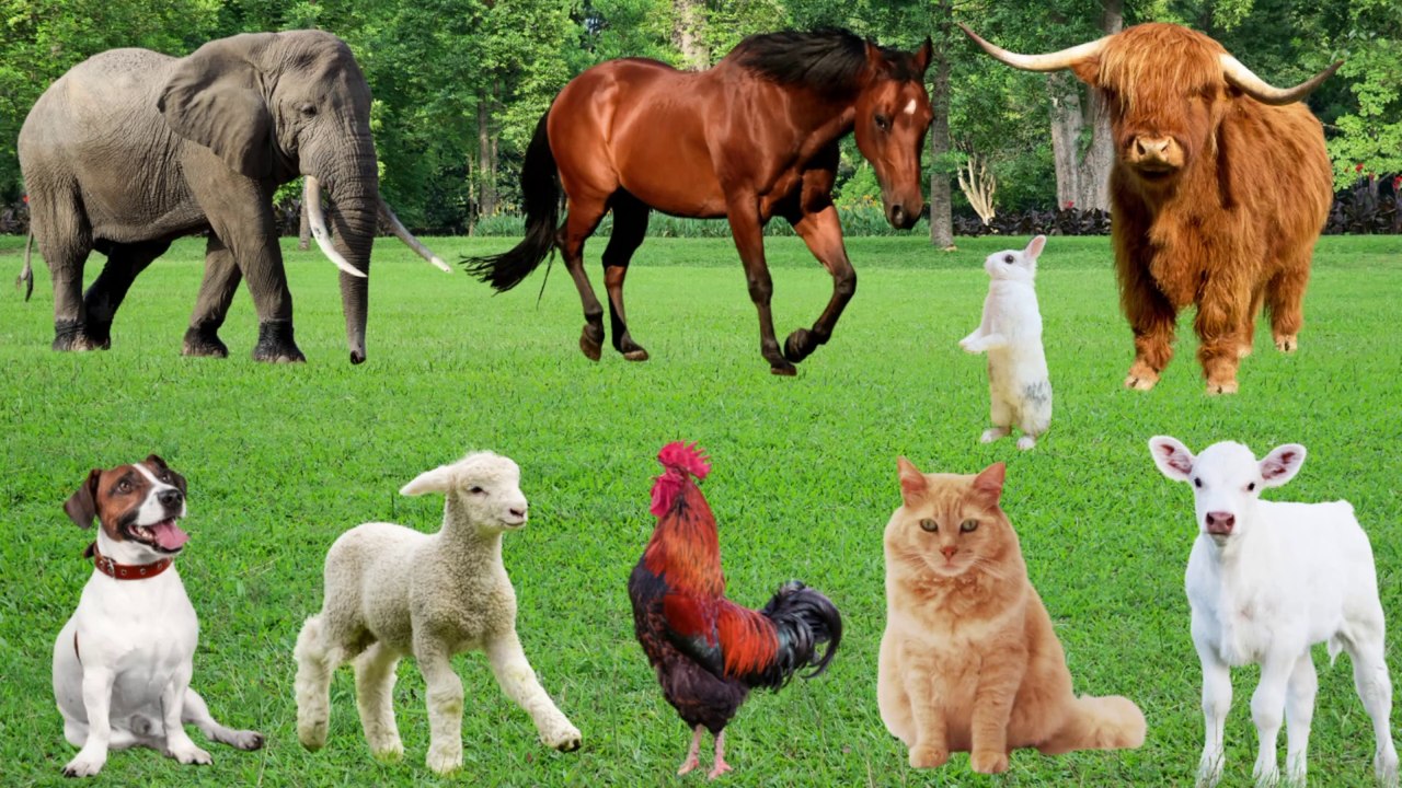 Cute Animals and Pets Compilation : Cat, Cow, Dog, Chicken, Duck, Rabbit, Mouse, Pig - Animal Sounds