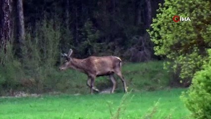 Yiyecek arayan iki geyik kameraya yansıdı