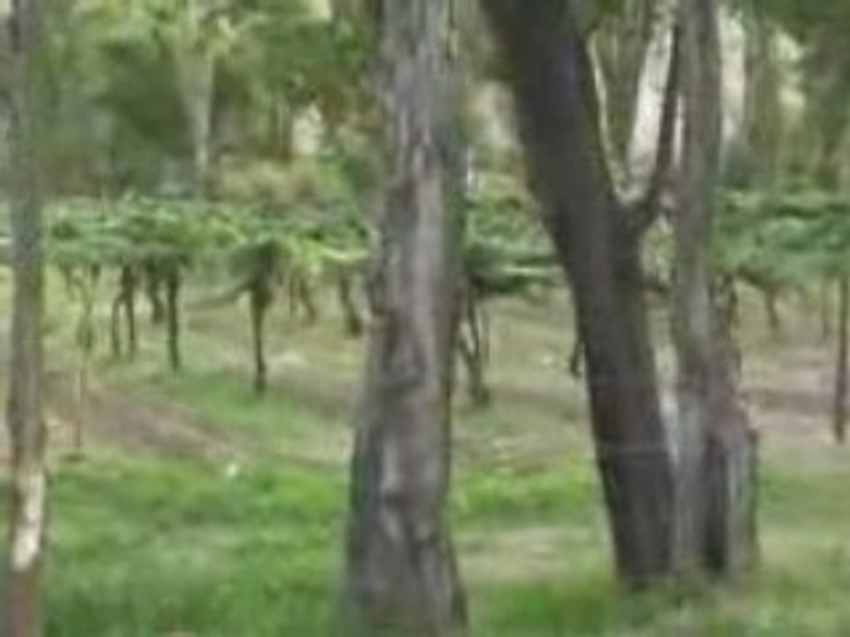 molinos - Argentine 12